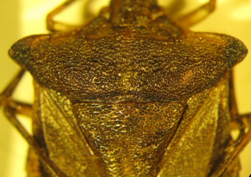 IMG_4409 - Copia.JPG