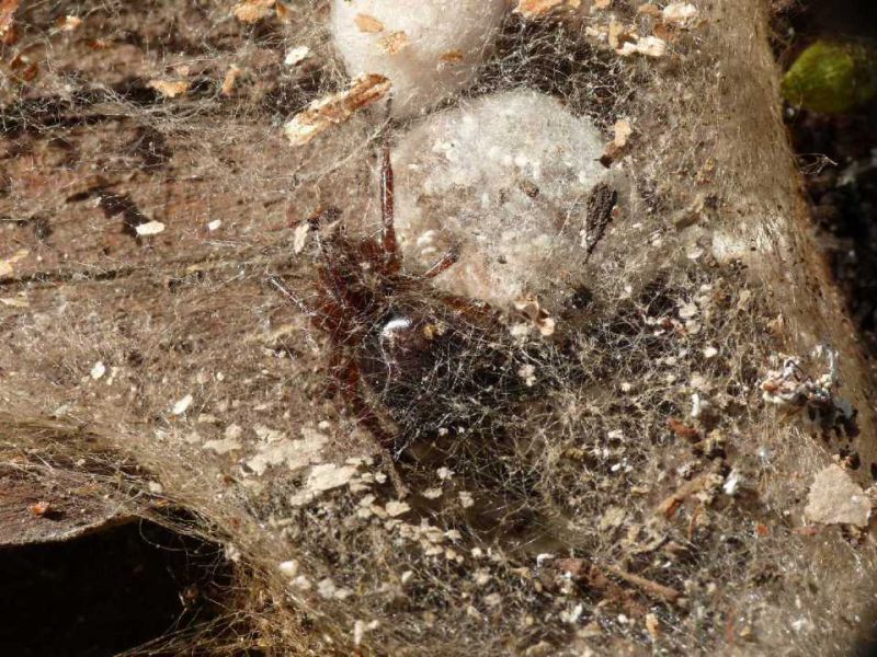 steatoda 20-10-9.JPG