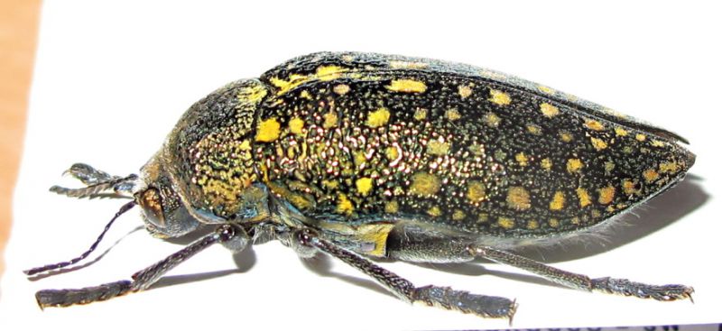 aequinoctialis.JPG