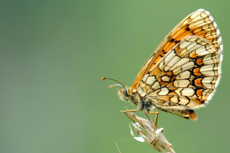 01 Melitaea athalia.jpg