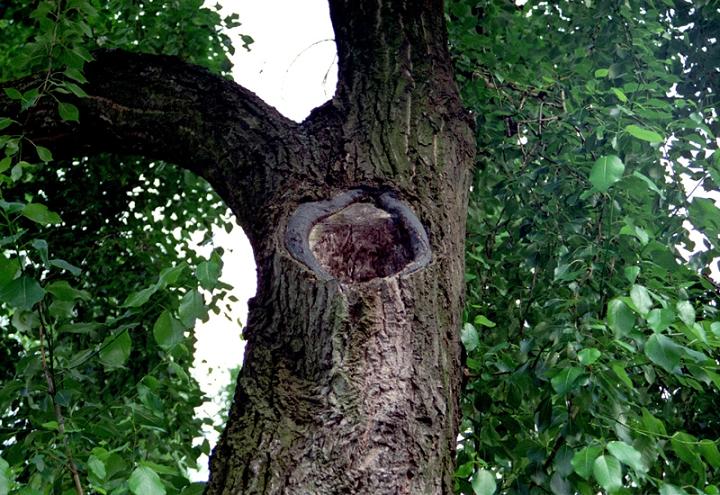 02.Rhamnusium bicolor bicolor_habitat 2.JPG