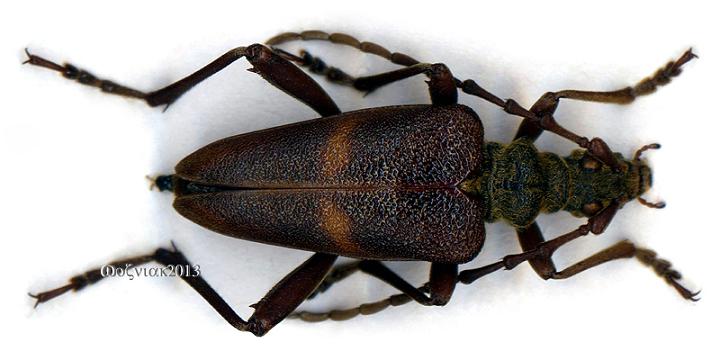 Akimerus schaefferi.jpg