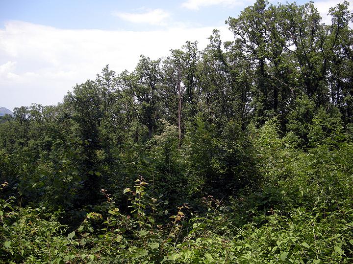 01.A.schaefferi_habitat.jpg