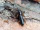 Nothorhina muricata 02.JPG