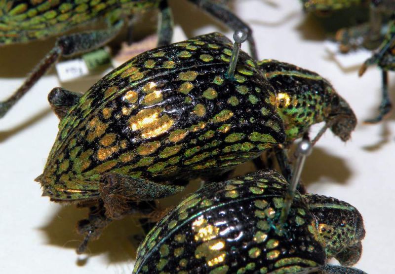 Entimus splendidus_2.JPG