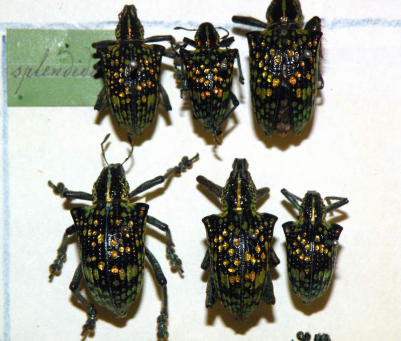 Entimus splendidus_1.JPG