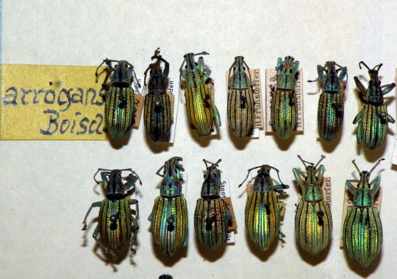 Celebia arrogans_1.JPG