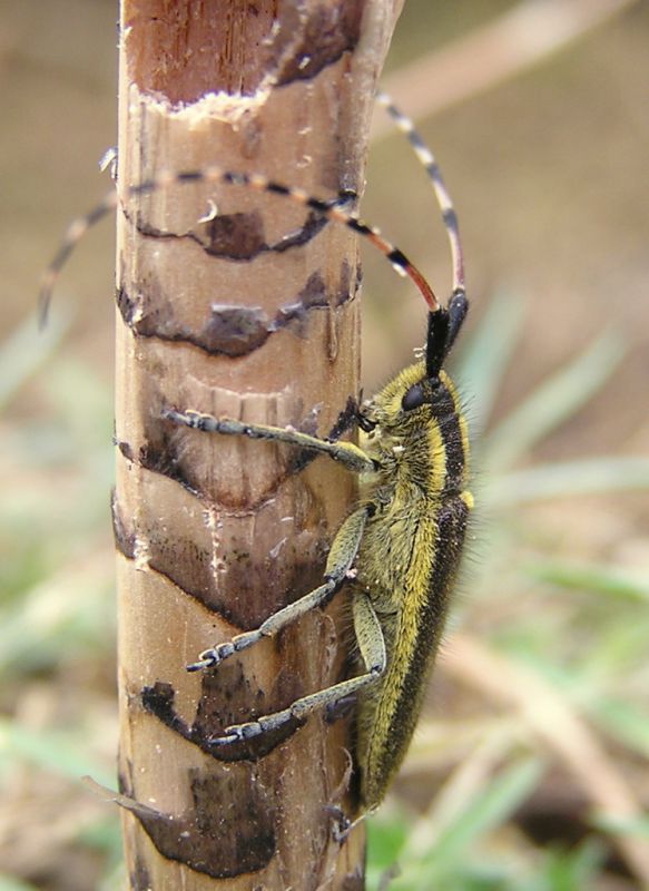 Agapanthia_probsti.JPG