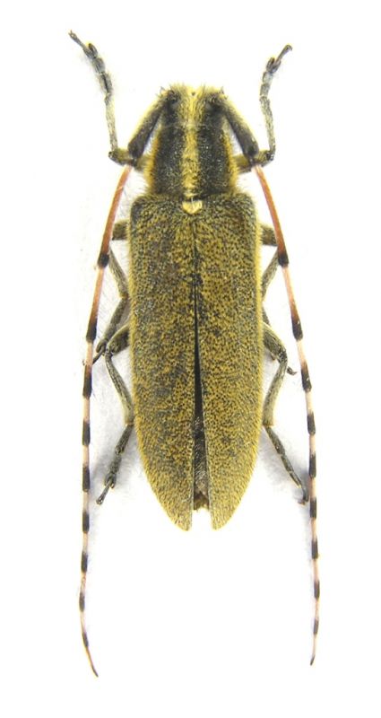 Agapanthia cretica.JPG
