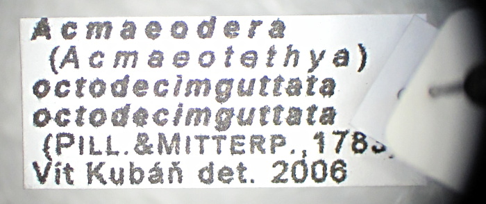 A.octodecimguttata det..jpg