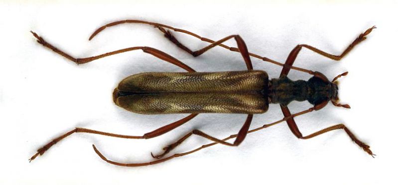 41_Leptorhabdium caucasicum.JPG