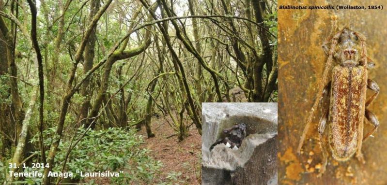 Blabinotus spinicollis - poster.jpg