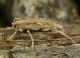 Deroplia gertiana 02.jpg