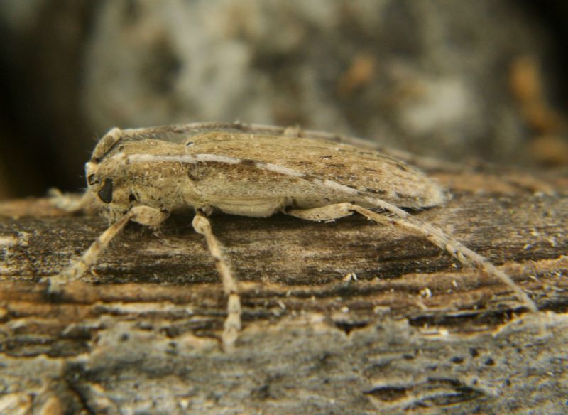 Deroplia gertiana 02.jpg