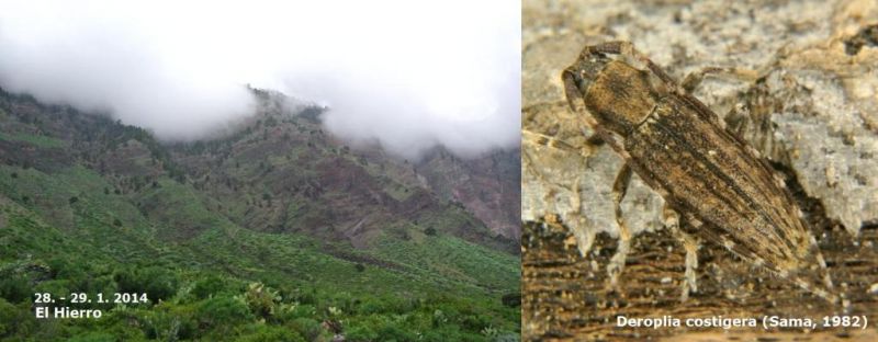 Deroplia costigera - poster.jpg