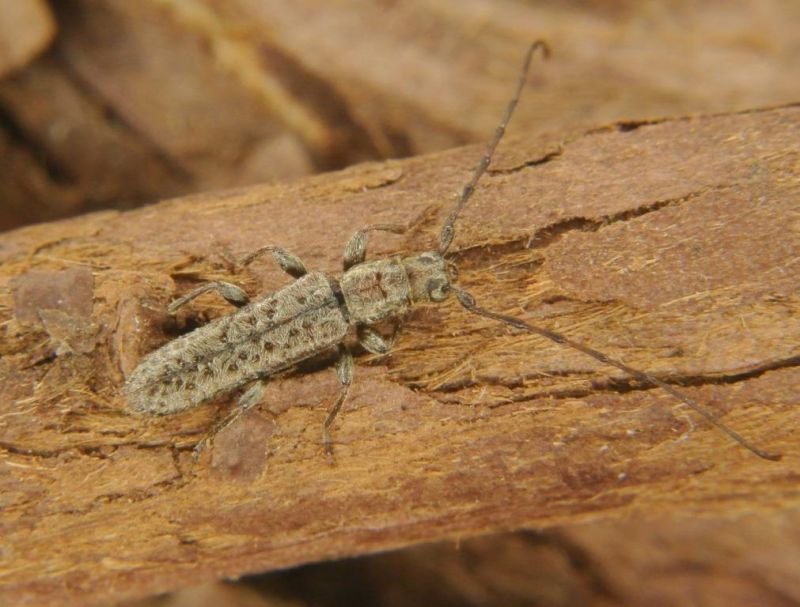 Delagrangeus schurmanni.jpg