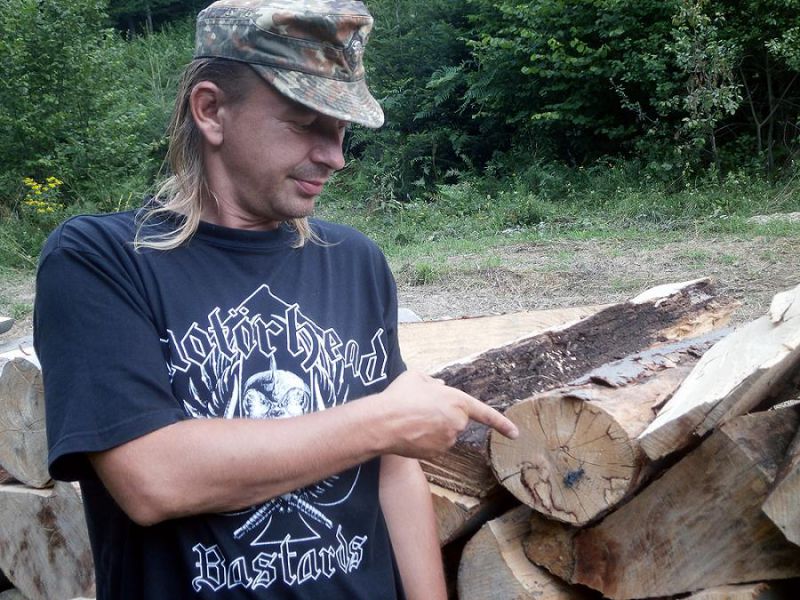 Rosalia alpina_01.JPG