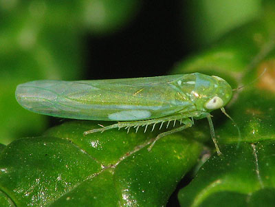 Empoasca_vitis_1.jpg