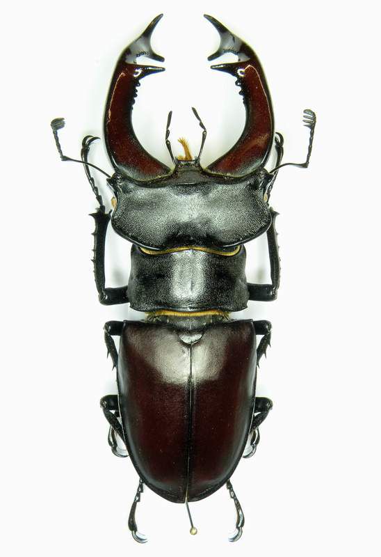 Lucanus cervus mm. 79 - Colbertaldo (TV) 22-V-2007 Legit F.Sandel.JPG