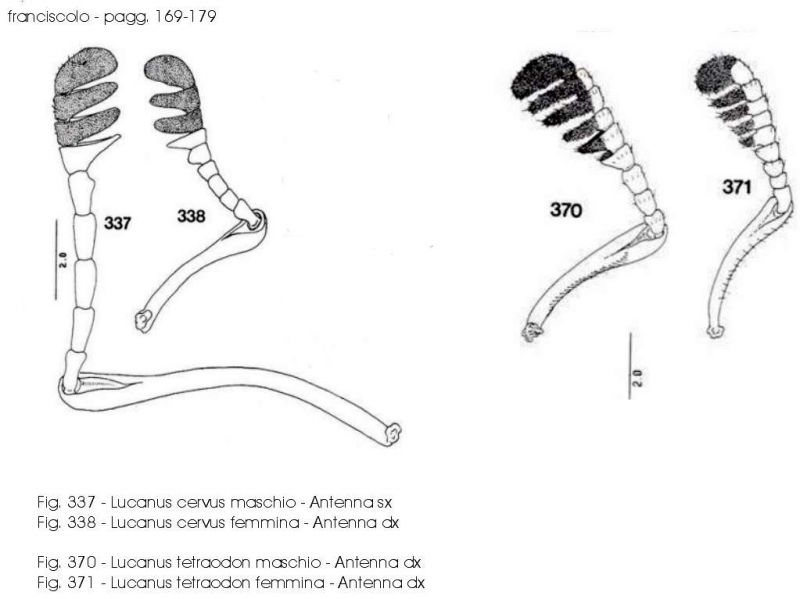 Lucanus cervus e tatraodon - Antenne.JPG