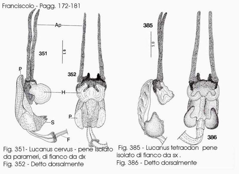 Lucanus cervue e tatraodon - Pene.JPG