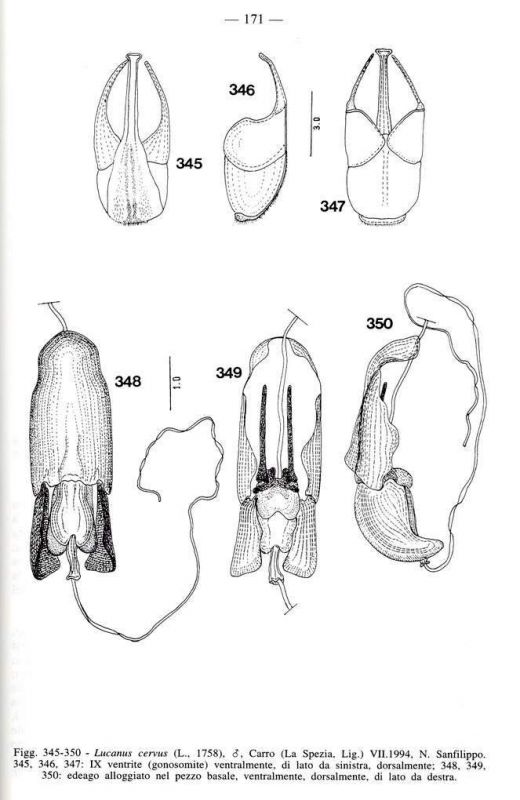 Franciscolo pag. 171.JPG