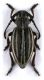 Dorcadion sulcipenne caucasicum_female.jpg