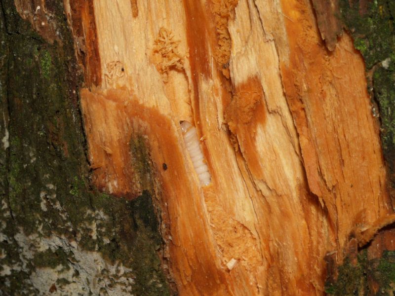 Larva Xylosteus.JPG