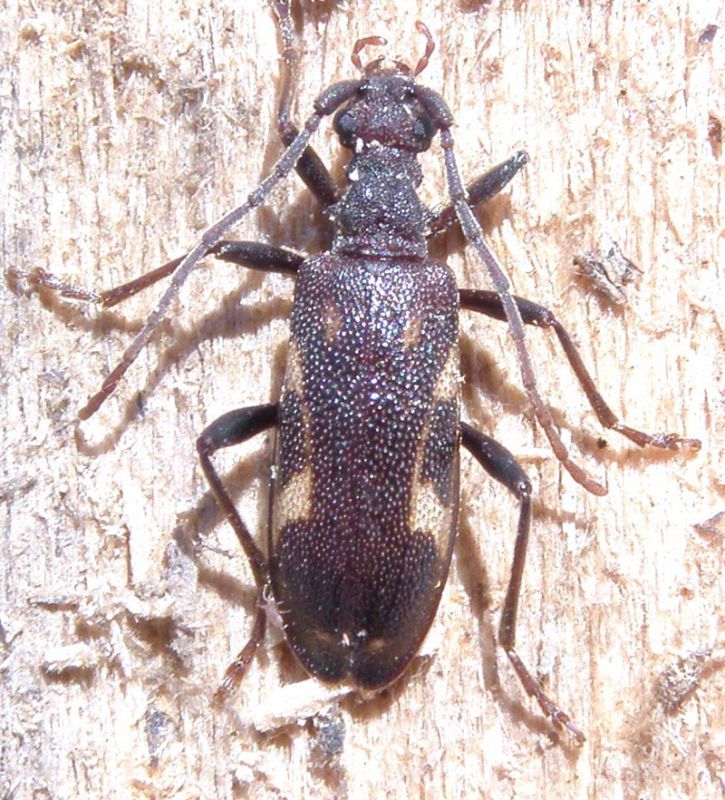 Xylosteus spinolae Frivaldsky, 1837.JPG