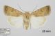 8589_clavipalpis_Caradrina_m3A.jpg