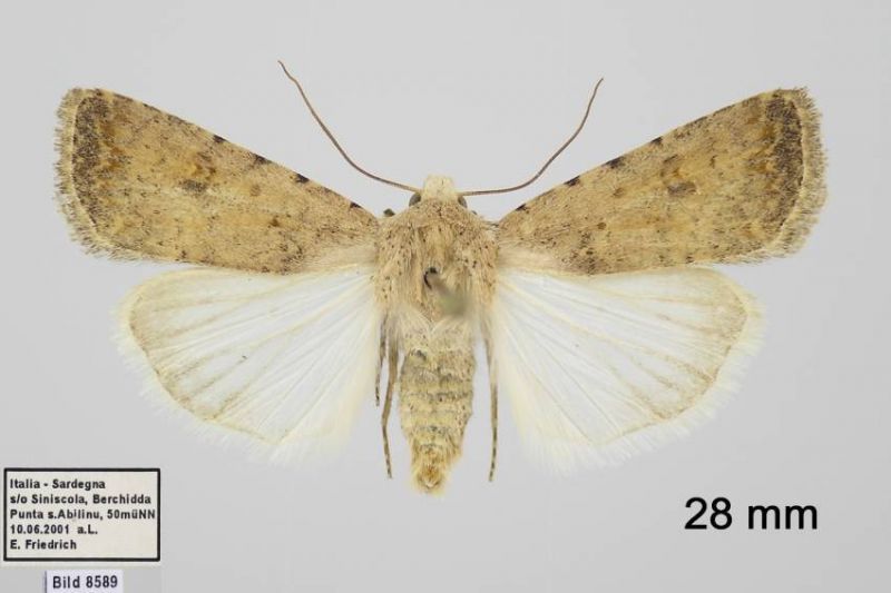 8589_clavipalpis_Caradrina_m3A.jpg