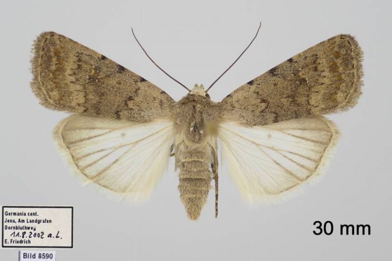 8590_clavipalpis_Caradrina_f1A.jpg