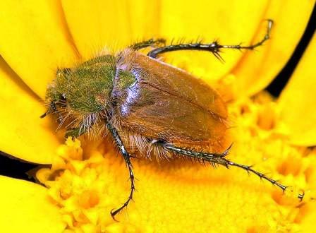 Eulasia_dilutipennis_s.jpg