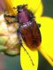 Eulasia_japhoensis_s.jpg