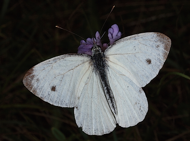 2010_08_13__008.JPG