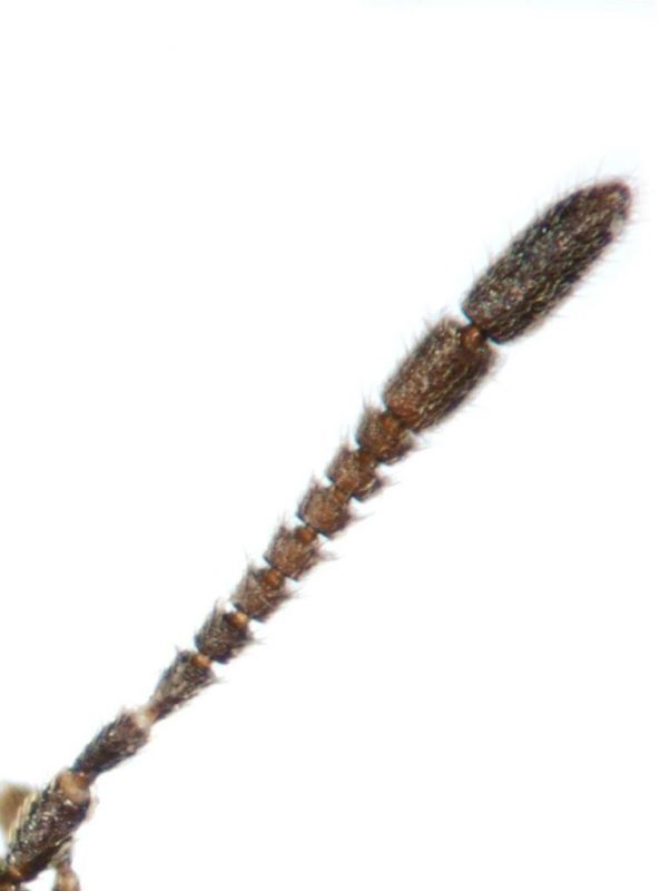 Callicerus obscurus Gravenhorst, 1802.jpg