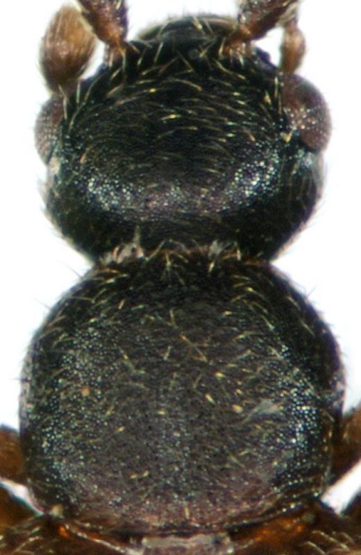 Callicerus obscurus Gravenhorst, 1802 - Kopie.jpg