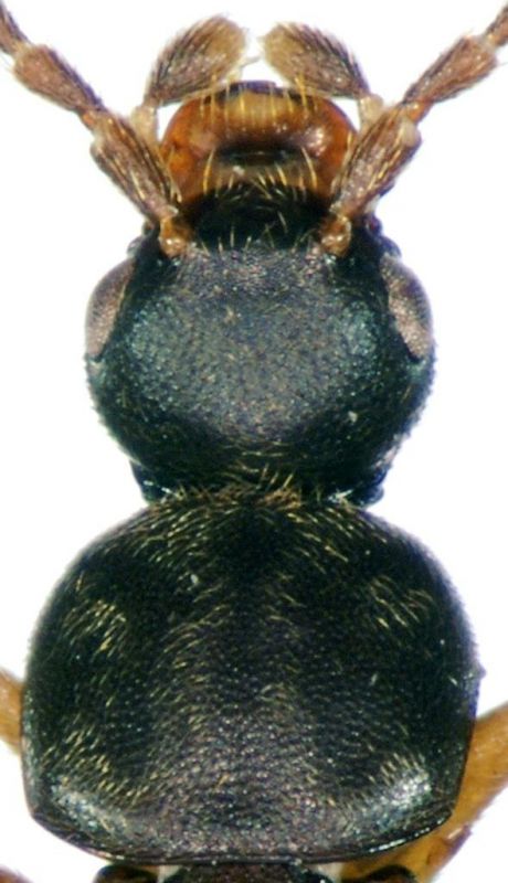 Callicerus rigidicornis (Erichson, 1839).jpg