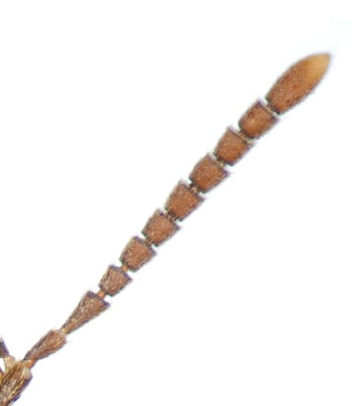 Callicerus rigidicornis (Erichson, 1839) - Kopie.jpg