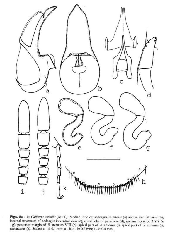Callicerus atricollis Aubé, 1850.jpg