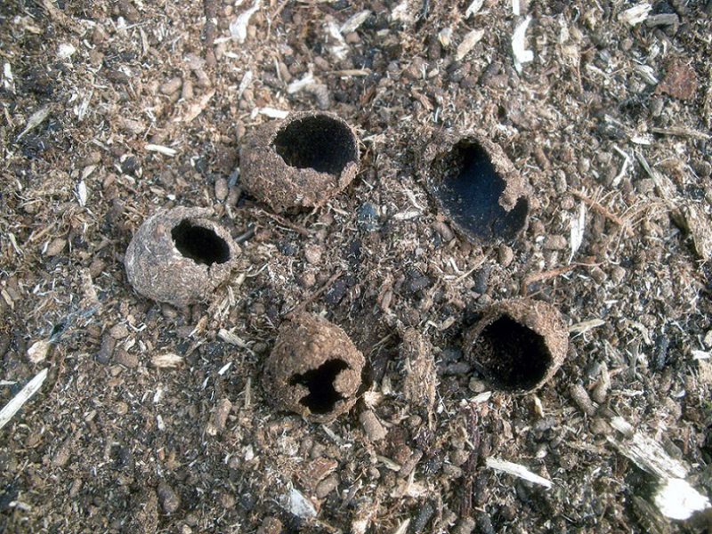 008a_Ostoja nadburzańska_IX.2012 021.jpg