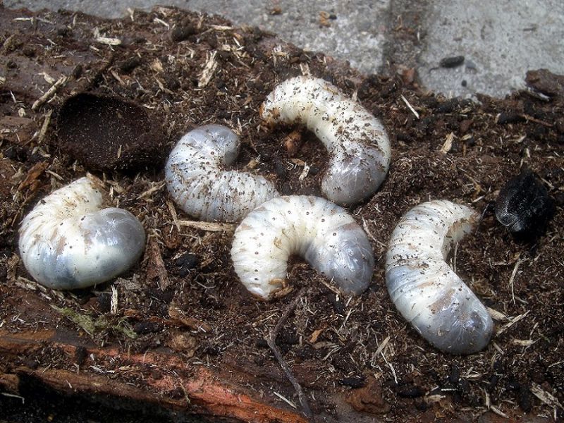 007_Osmoderma_W-wa_Modlińska_21.VII.2012 004.jpg