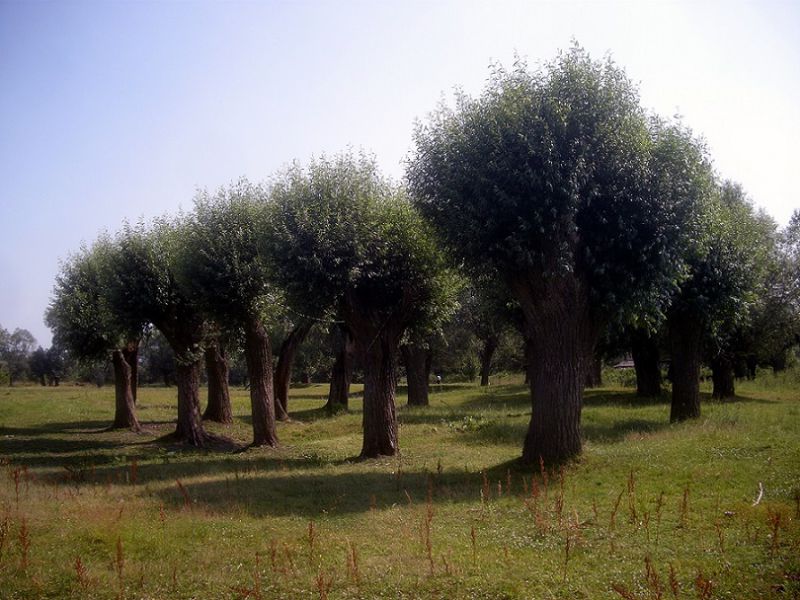 002_Osmoderma_Ostrów_wał 020.jpg