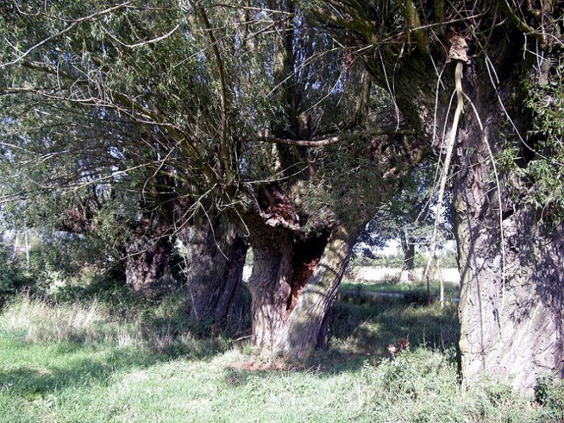 001_Osmoderma_Obraz2 055.jpg