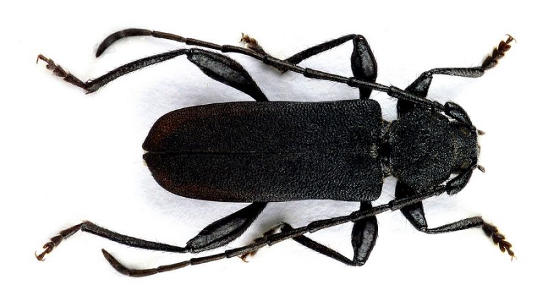 R.macropus_10.jpg