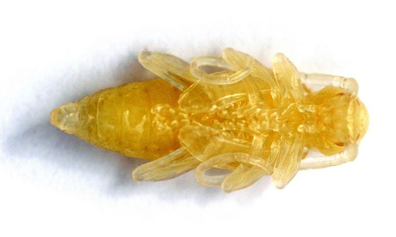 R.macropus_07.jpg