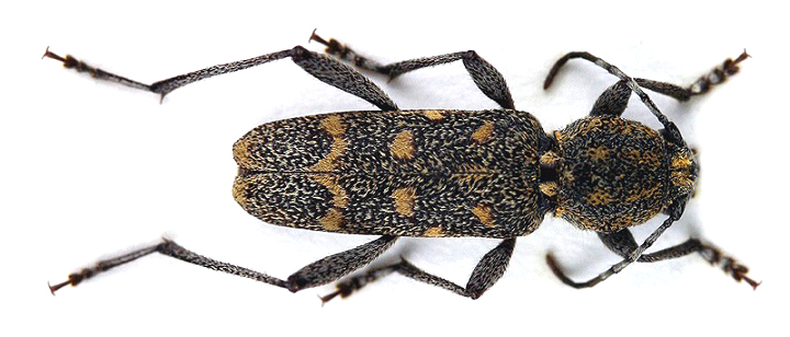 Xylotrechus pantherinus_06.jpg