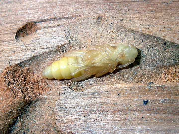 Xylotrechus pantherinus_04.jpg