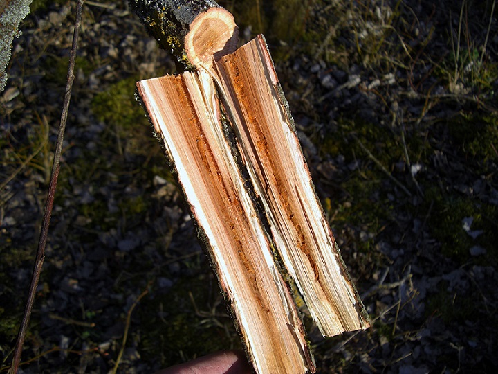 Xylotrechus pantherinus_02.JPG