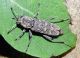 Xylotrechus pantherinus_female.JPG